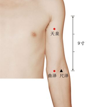 中医教你找准曲泽穴的准确位置按摩有安神养肝的功效！