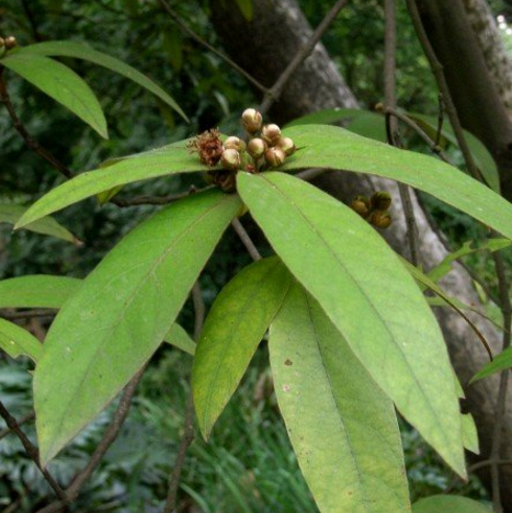 中医详解跌打老的图片特征及其药用价值与用法！