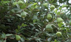 中医巧用木莲果治疗便秘的方法有哪些？木莲果的图片