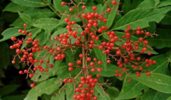 中药血满草的果实能吃吗 ?血满草的种植方法