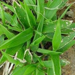 内治外敷皆可碎骨子,四类人群须慎用!