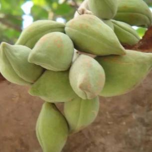 凤眼果的繁殖方法及其图片形态！