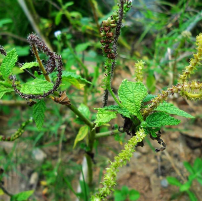 中医解读大尾摇的功效与作用及其药理作用介绍！