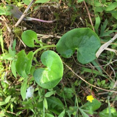 中医解读肺心草的形态特征及其功效与作用!