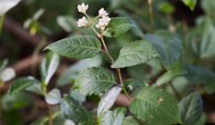 什么是赤胫散?中药赤胫散功能主治介绍