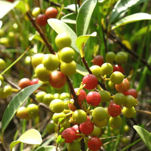 酸藤果的价值应用及其食用方法有哪些？