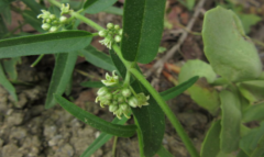 生吃地梢瓜有哪些好处呢?中药地梢瓜的营养价值