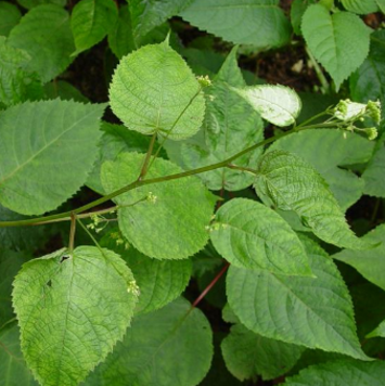  中药大九股牛的功效与作用及其形态与用法！