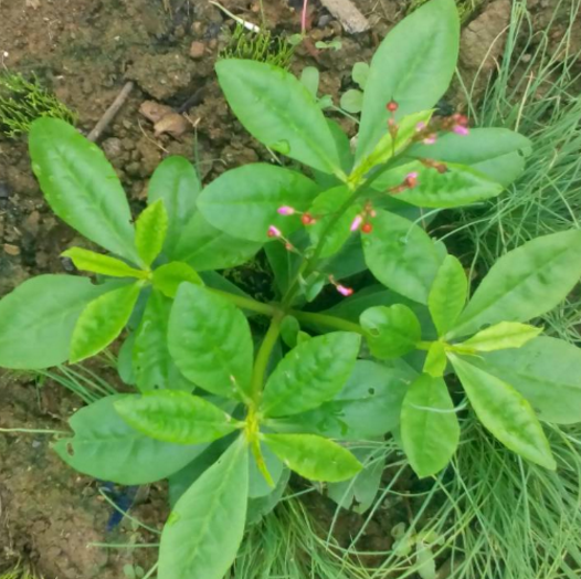 假人参作为一种药食两用的食材该如何种植？