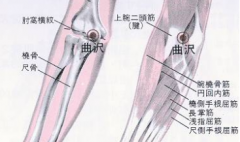 曲泽穴的配伍应用及其按摩曲泽穴的好处！
