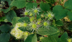 中药女萎过量服用的后遗症有哪些?女萎的功效与作用