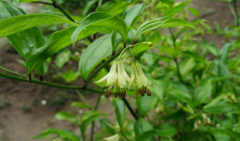 中医水煎竹叶参治疗月经过多的方法及其竹叶参的植物形态！