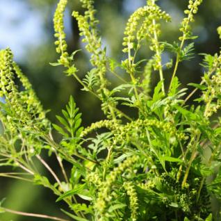 豚草治理方式及其豚草图片！
