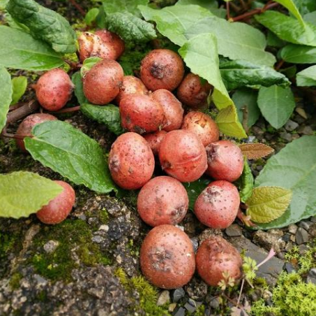 野地瓜作为一种药用野果其经济价值与种植方法有哪些？