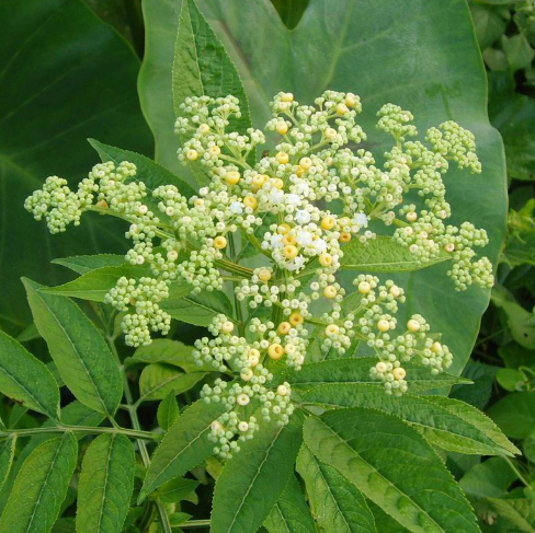 中医解读蒴藋的临床应用方法及其药理作用！