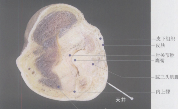 天井穴的功效与作用