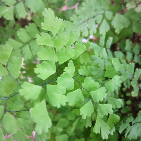 中药猪鬃草的药用价值及其种植方法有哪些？