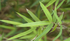 中药碎骨子泡茶饮美味又解暑,快来试一试！