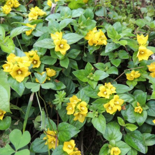 中药大过路黄的植物形态及其药用价值！