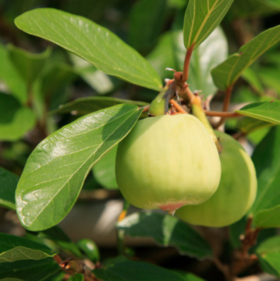 中药木莲果的功效与作用及其食用方法有哪些?