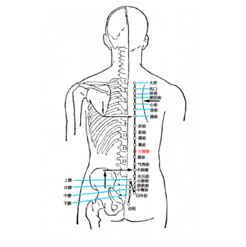 中医带你了解三焦俞穴的