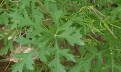 中药雪山一支蒿常见功效有哪些?中医教你正确认识雪山一支蒿