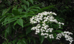 中药蒴藋的营养成分和功效有哪些？蒴藋的形态特征介绍