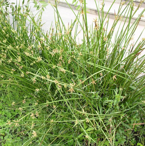 教你在端午节用蒲草根搭配雄黄有驱蛇辟邪的作用！