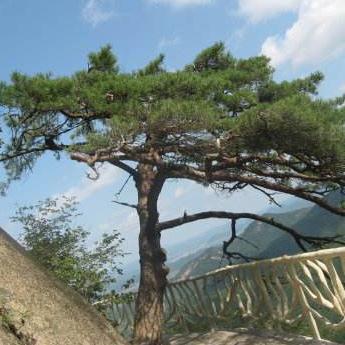 中草要崖松和崖柏的三大区别及其功能主治!