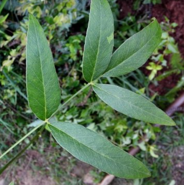 专家教你正确运用隔山香可清热止咳，缓解感冒症状！