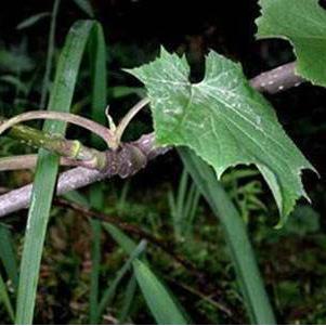 大九股牛传统附方及其功能主治！