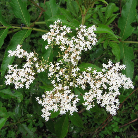 教你正确应用血满草有通经活络的功效，可治疗小儿麻痹后遗症！