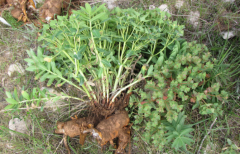 中药大狼毒的中毒症状及其急救方法有哪些？