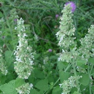 中药大头陈的植物形态及其药用复方介绍！