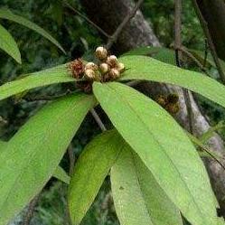 祛风通络、活血消肿中药“跌打老”采集及贮藏方式是怎样的？