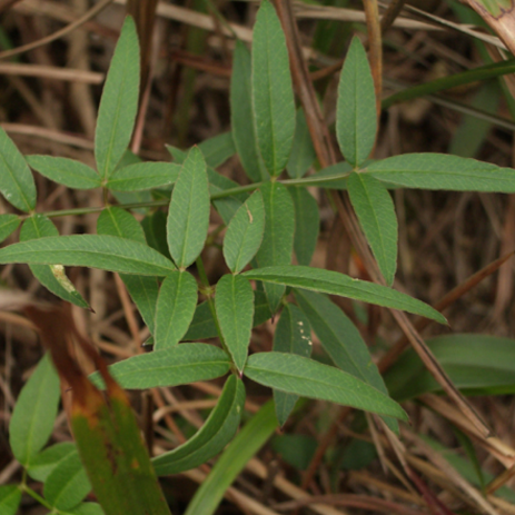 中药隔山香的生物学特性及其功效与作用介绍！