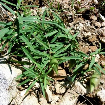 中药地梢瓜的养殖方法及其图片展示！