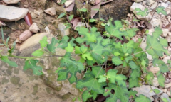 中药大头陈治疗皮炎的方法介绍！