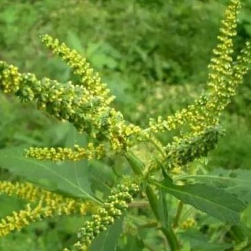 专家教你通过豚草图片识别豚草防过敏！