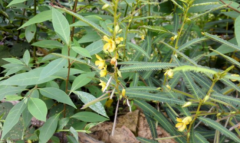 中药大头陈的药用价值及其大头陈图片的介绍！