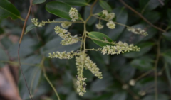 中药酸藤果不仅能治疗齿龈出血，而且味道酸甜可食用!