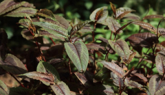 中药赤胫散食用过多会导致女性经期不调吗？