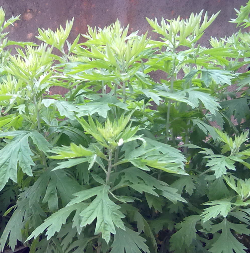 中药雪山一支蒿的功效与作用及其注意事项有哪些？