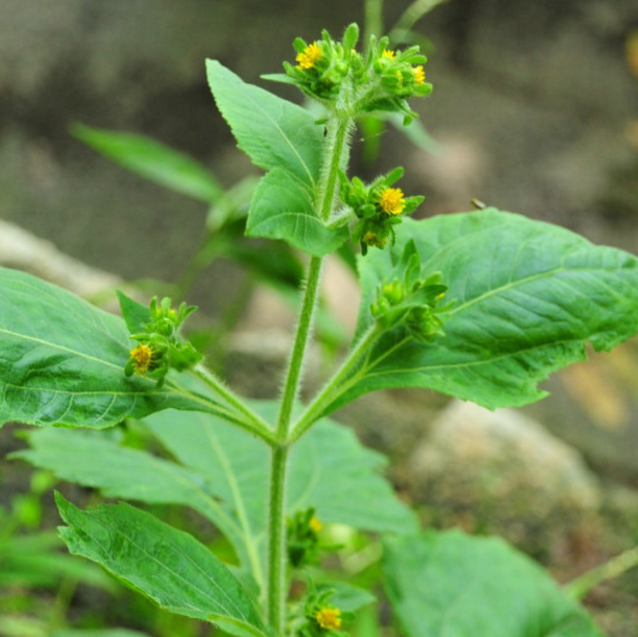 专家教你用希莶草搭配海桐皮有祛风除湿的功效！