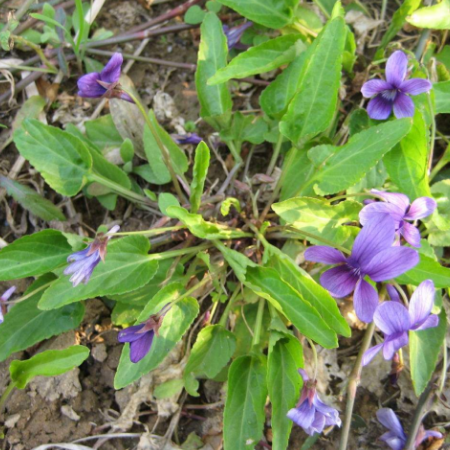 地丁草泡水喝的功效与作用有哪些？我们又该如何种植地丁草呢？