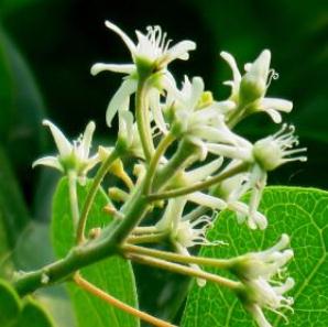 中药鹅绒藤的药理作用及附方应用！