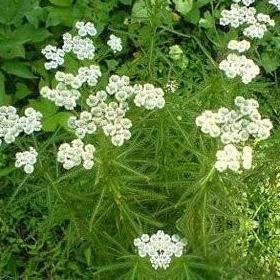 土一枝蒿的功能主治及附方!