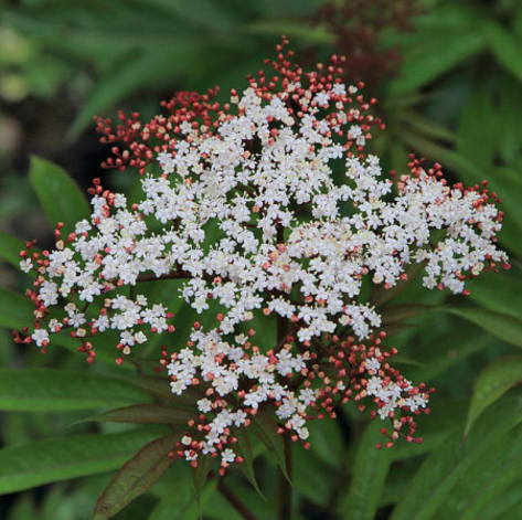 血满草作为治疗跌打损伤的“特效药”有哪些植物特征呢？