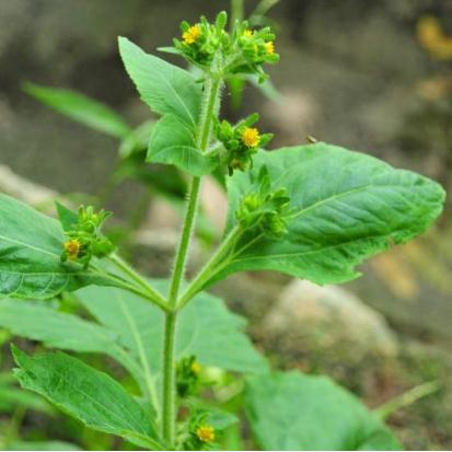 希莶草集药用、食用与一体，食用、药用主要体现在！