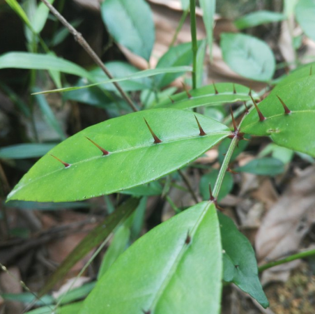 中药入地金牛的药用功效及其临床应用分析！